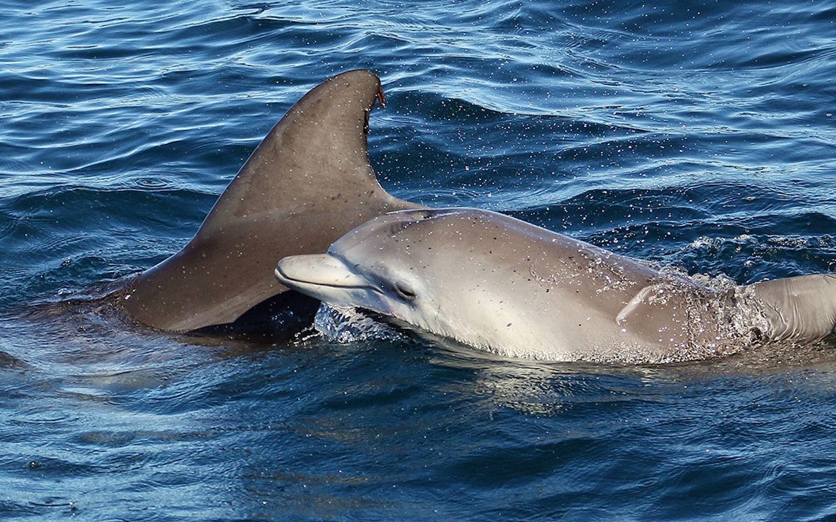 Dolphins swimming in Jervis Bay during a dolphin watch cruise near Sydney.