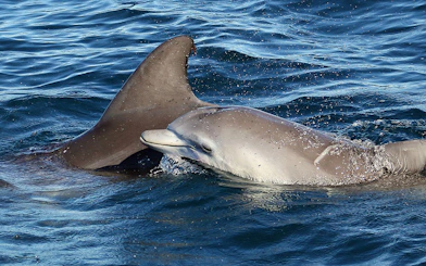 Dolphins swimming in Jervis Bay during a dolphin watch cruise near Sydney.