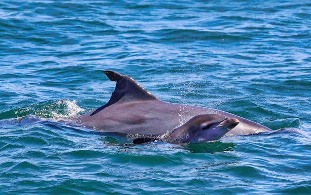 Dolphin swimming in the ocean during Moonshadow Dolphin Watch Cruise, Port Stephens.