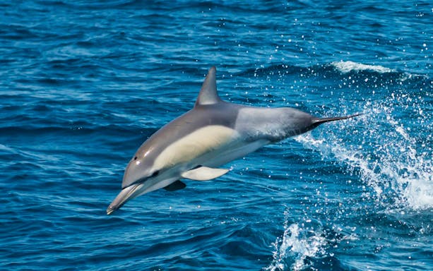 Dolphin leaping from the water during Moonshadow Dolphin Watch Cruise in Port Stephens.