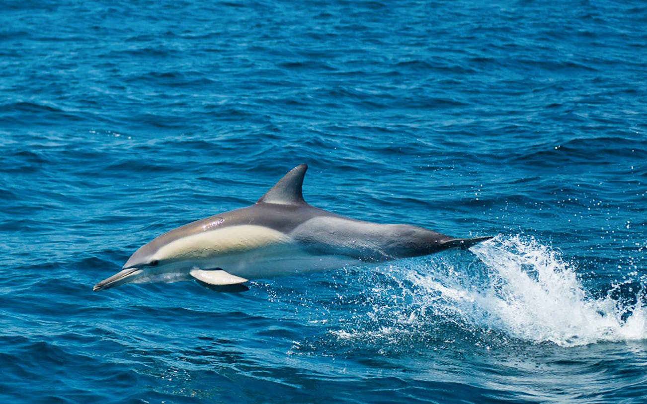Dolphin leaping from the water during Moonshadow Dolphin Watch Cruise in Port Stephens.
