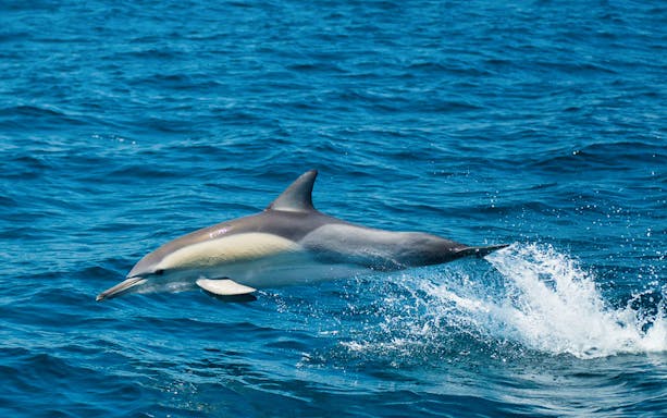 Dolphin leaping from the water during Moonshadow Dolphin Watch Cruise in Port Stephens.