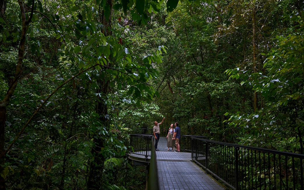 Guide leading a tour on a walkway through lush Daintree Rainforest, Cape Tribulation.