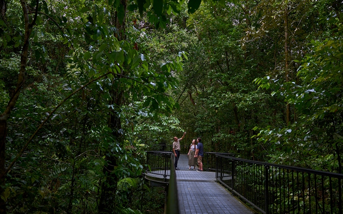 Guide leading a tour on a walkway through lush Daintree Rainforest, Cape Tribulation.