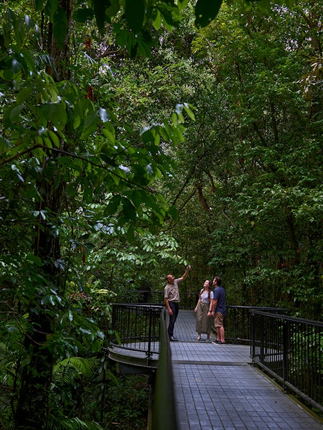 Guide leading a tour on a walkway through lush Daintree Rainforest, Cape Tribulation.