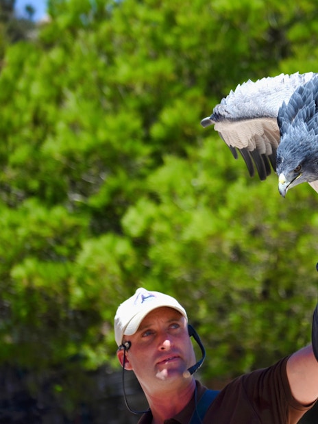 Falconer with bird of prey at Benalmadena Cable Car experience.
