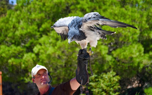 Falconer with bird of prey at Benalmadena Cable Car experience.