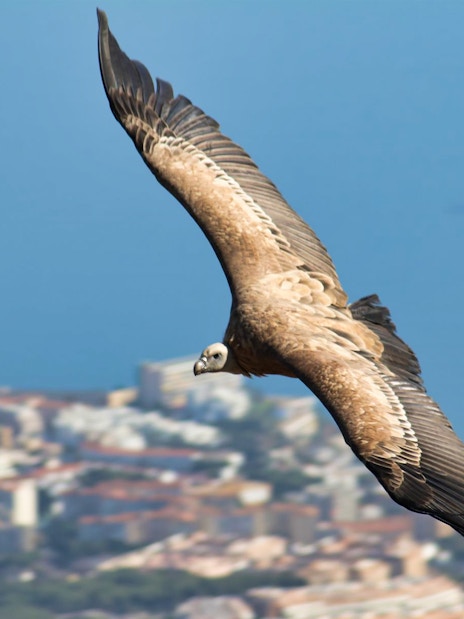 Vulture soaring over Benalmadena with cityscape and sea in the background.