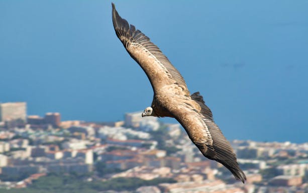 Vulture soaring over Benalmadena with cityscape and sea in the background.