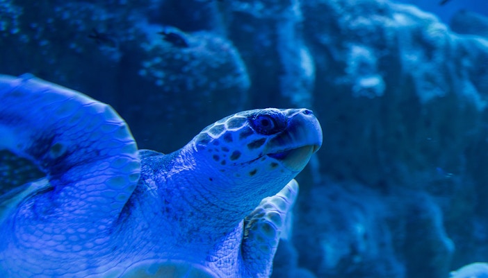 Aquarium von Sevilla