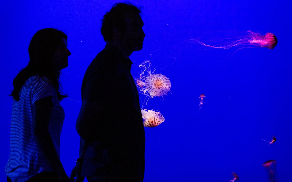 entradas para el acuario de sevilla-3 entradas para el acuario de sevilla-3