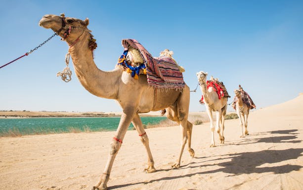 Camels walking along a desert path near a river on a 4x4 safari tour from Cairo.