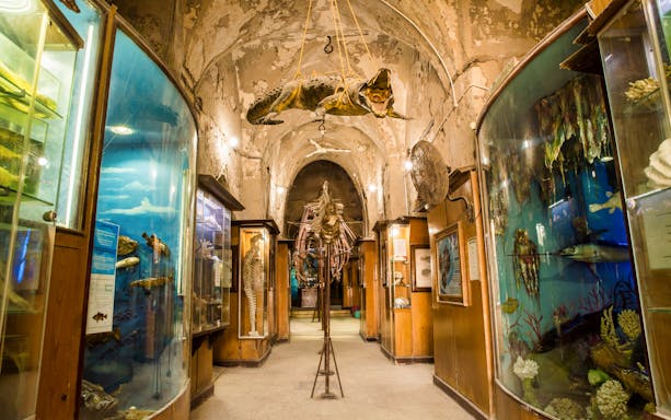 Natural history museum exhibit in Alexandria with marine life displays and skeletons.