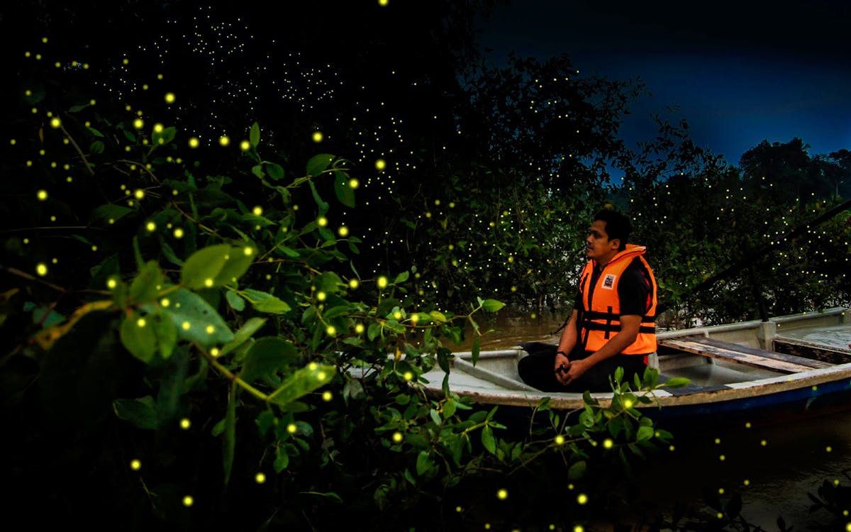 kuala selangor's kampung kuantan fireflies park tour-3 kuala selangor's kampung kuantan fireflies park tour-3
