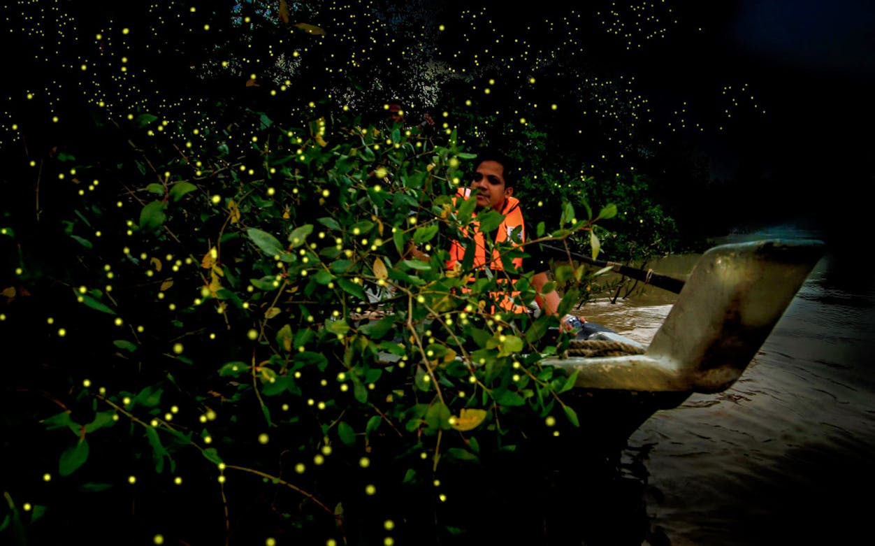 Boat tour through Kampung Kuantan Fireflies Park at night with glowing fireflies.