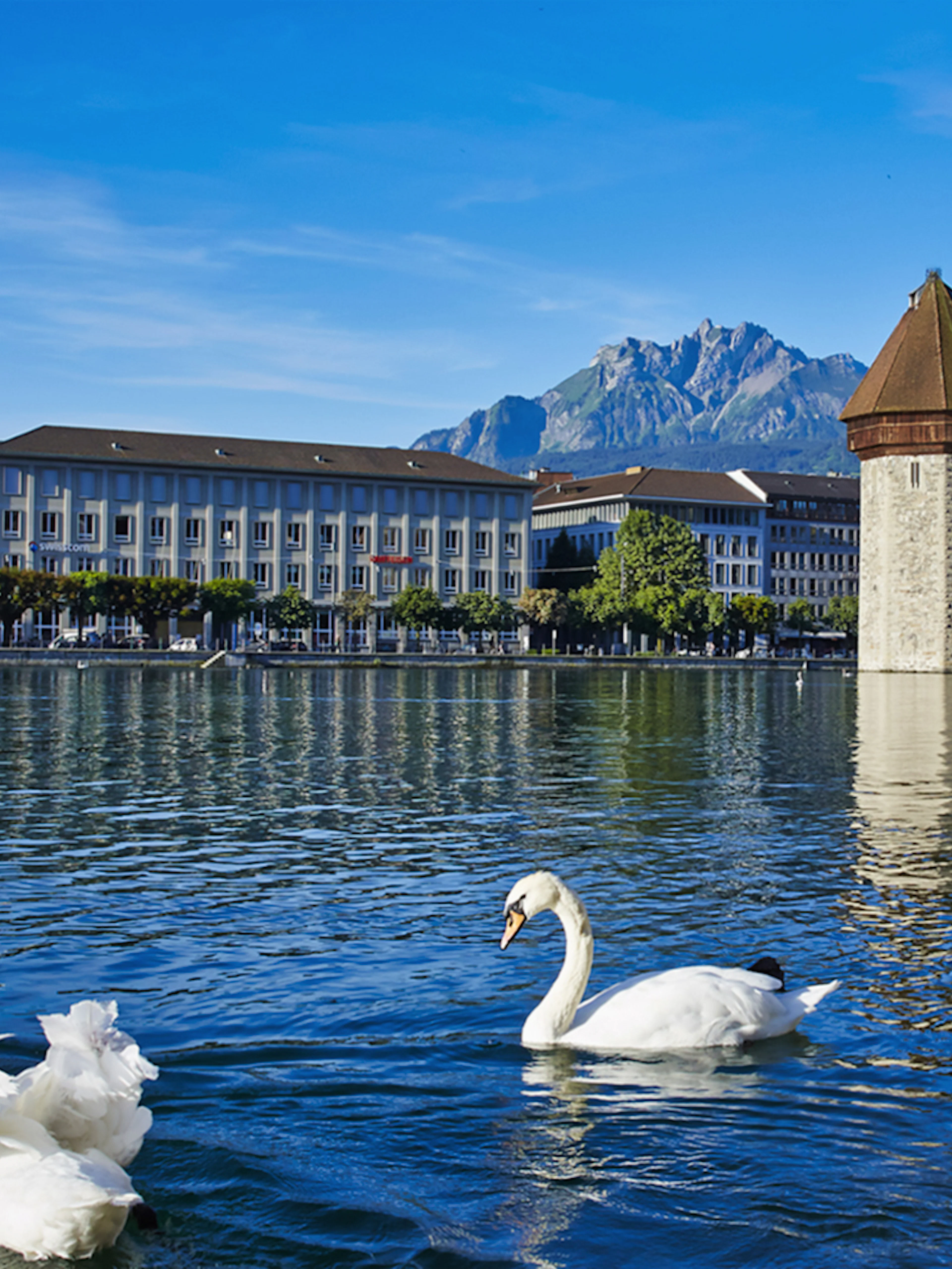 Swans on Lake Lucerne with Chapel Bridge and Mount Pilatus in the background.