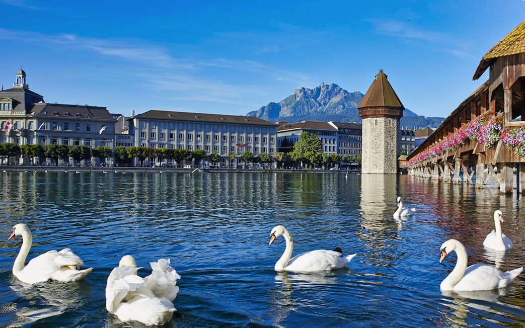 Swans on Lake Lucerne with Chapel Bridge and Mount Pilatus in the background.