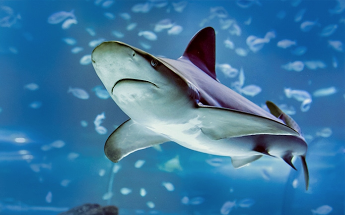 Shark swimming in Atlantis Aquarium, Madrid.