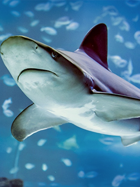 Shark swimming in Atlantis Aquarium, Madrid.