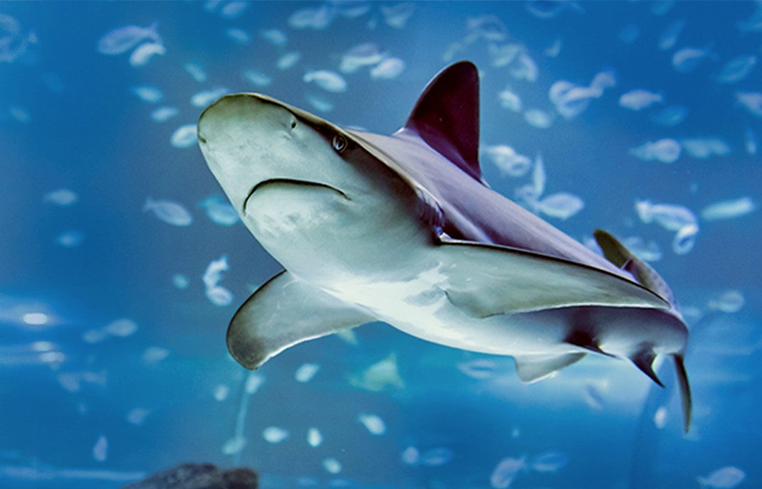 Animals in Atlantis Aquarium Madrid