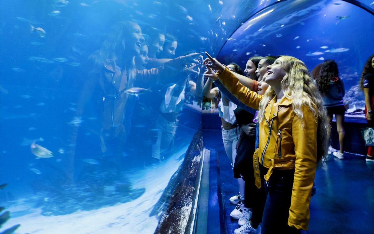 Visitors interacting with fish through glass tunnel at Aquarium Madrid.
