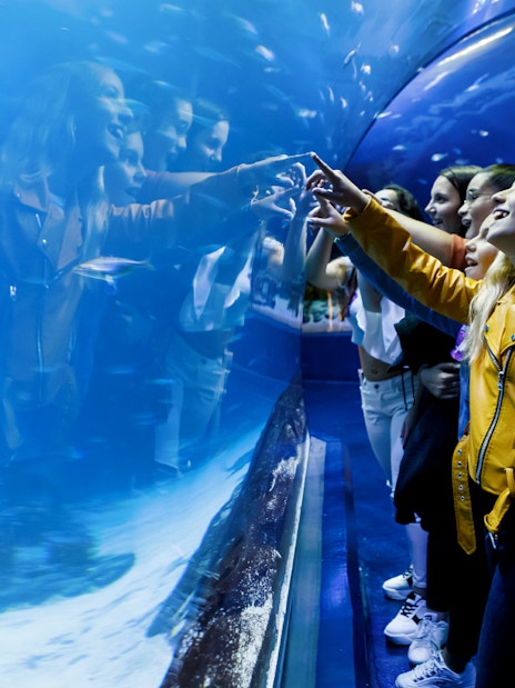 Visitors interacting with fish through glass tunnel at Aquarium Madrid.