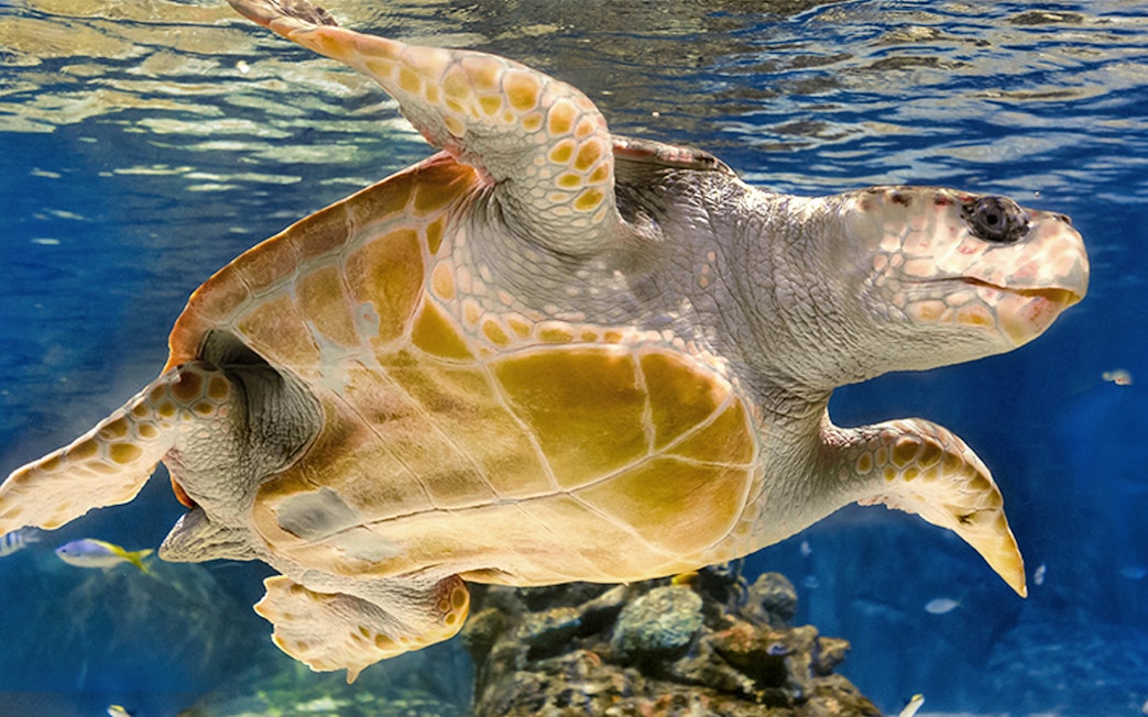 Sea turtle swimming in Atlantis Aquarium, Madrid.