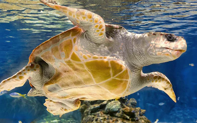 Sea turtle swimming in Atlantis Aquarium, Madrid.