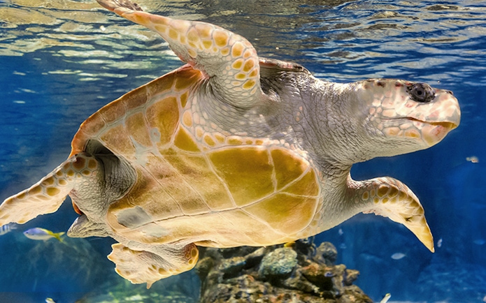 Sea turtle swimming in Atlantis Aquarium, Madrid.
