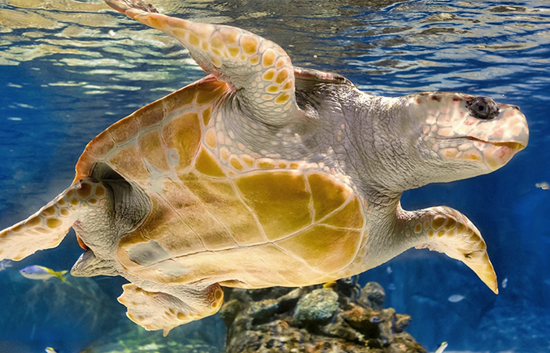 Reptiles at Atlantis Aquarium Madrid