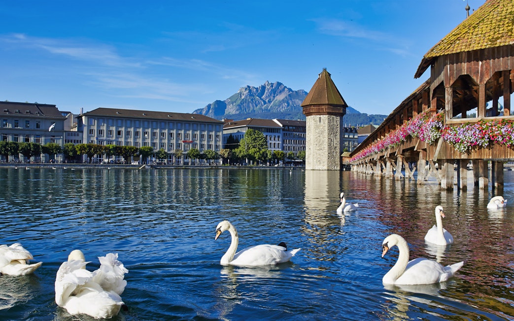 Swans on Lake Lucerne with Chapel Bridge and Mount Pilatus in the background.