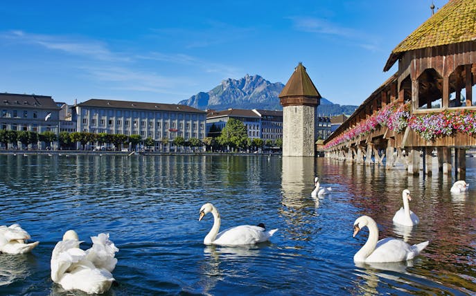 Swans on Lake Lucerne with Chapel Bridge and Mount Pilatus in the background.