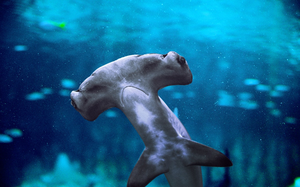 Hammerhead shark swimming in the National Aquarium Abu Dhabi.