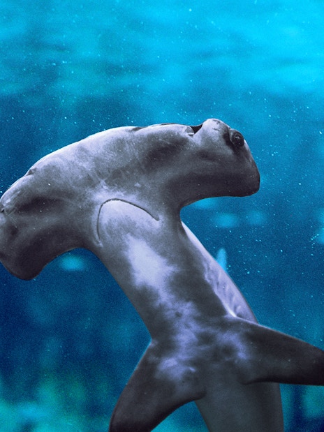 Hammerhead shark swimming in the National Aquarium Abu Dhabi.