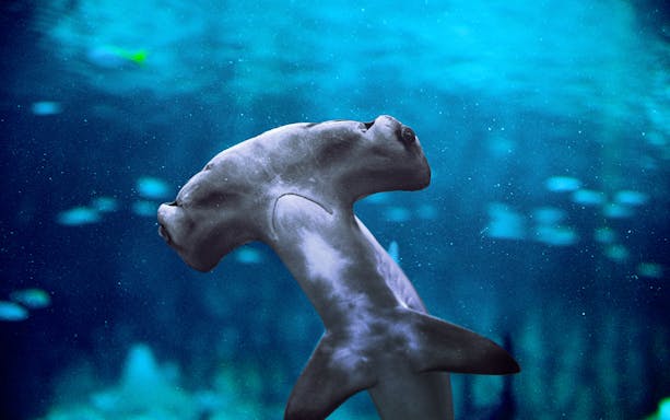 Hammerhead shark swimming in the National Aquarium Abu Dhabi.