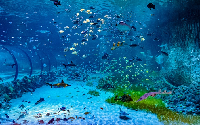 Underwater view of diverse marine life at National Aquarium Abu Dhabi.
