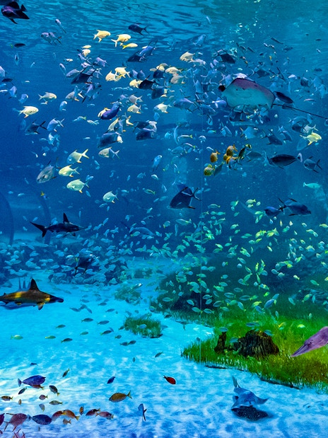 Underwater view of diverse marine life at National Aquarium Abu Dhabi.