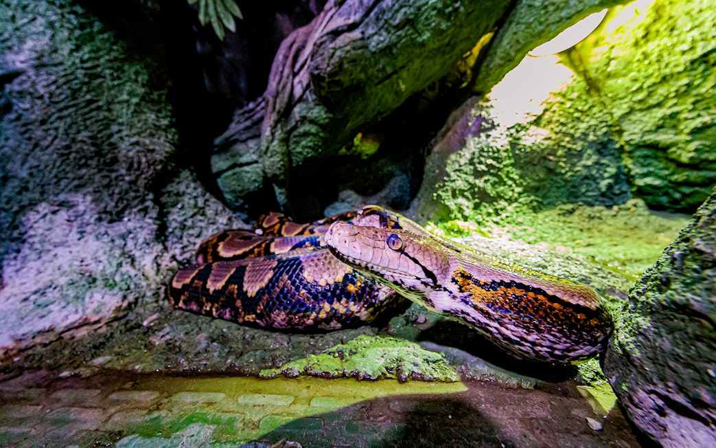 Python in a rocky habitat at the National Aquarium Abu Dhabi.