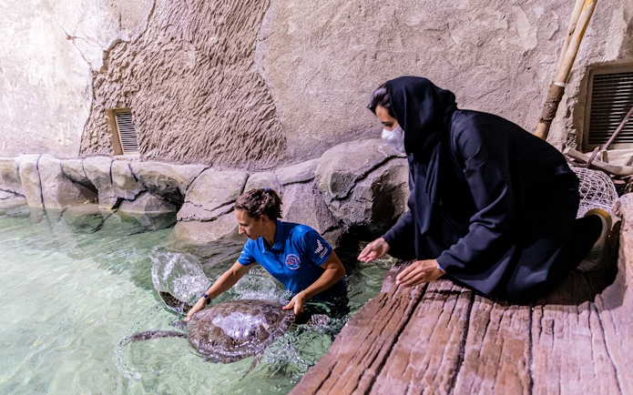 Person interacting with a sea turtle at the National Aquarium Abu Dhabi.