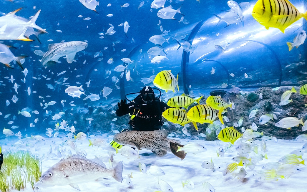 Diver surrounded by colorful fish in the National Aquarium Abu Dhabi.