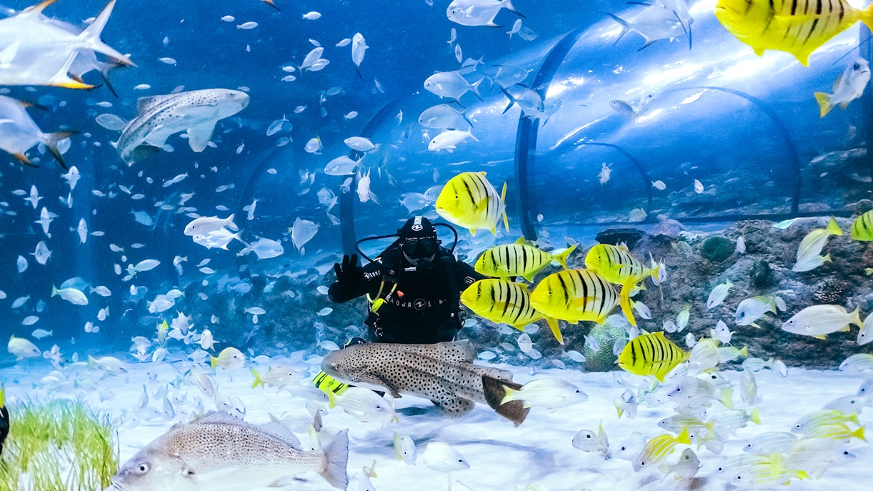 Visitors exploring marine life exhibits at The National Aquarium Abu Dhabi.