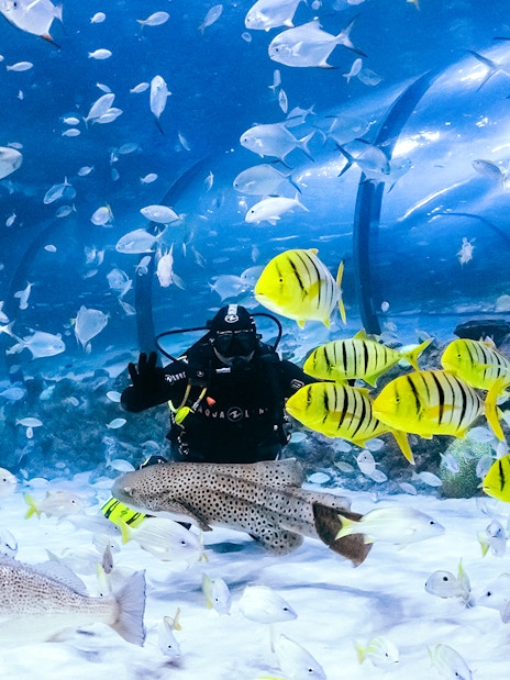 Diver surrounded by colorful fish in the National Aquarium Abu Dhabi.