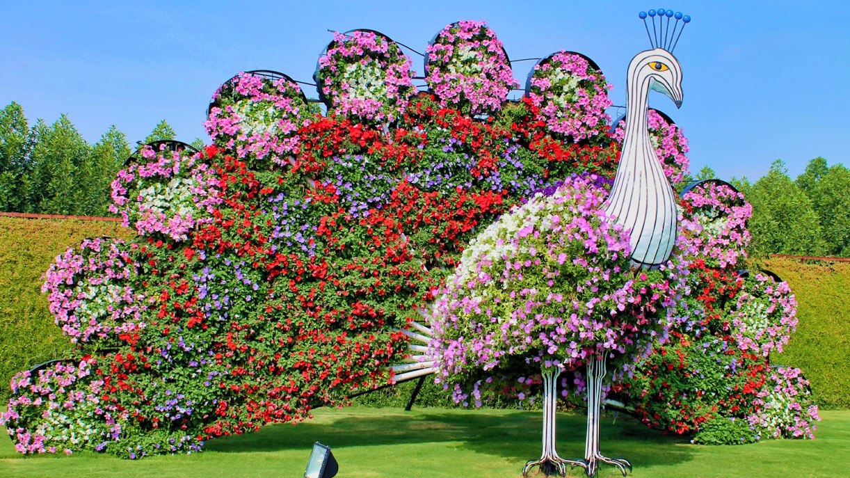 Visit Miracle Garden Dubai