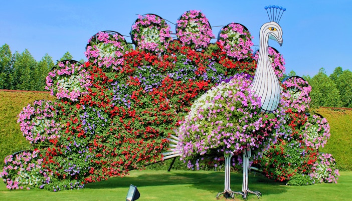 Floral peacock display at Dubai Miracle Garden.