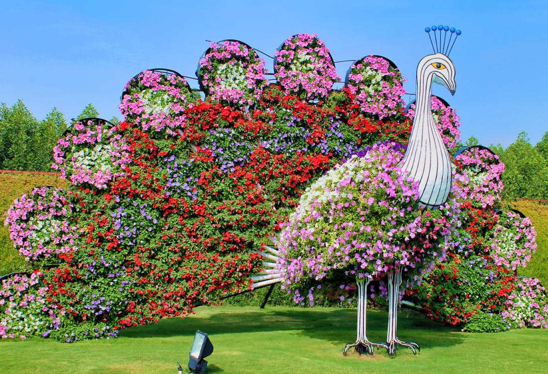 Floral peacock sculpture at Dubai Miracle Garden.