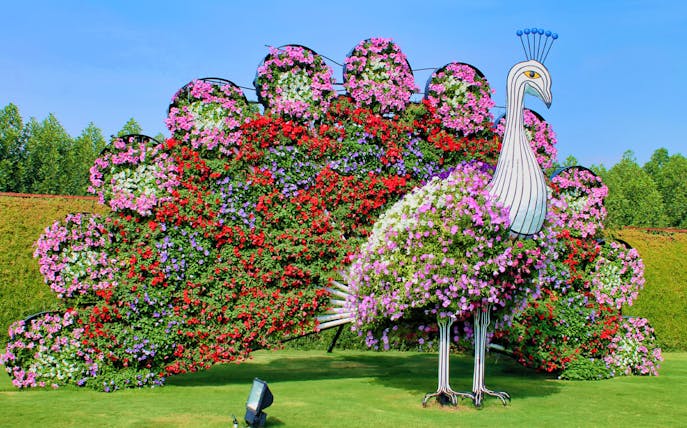 Floral peacock display at Dubai Miracle Garden.