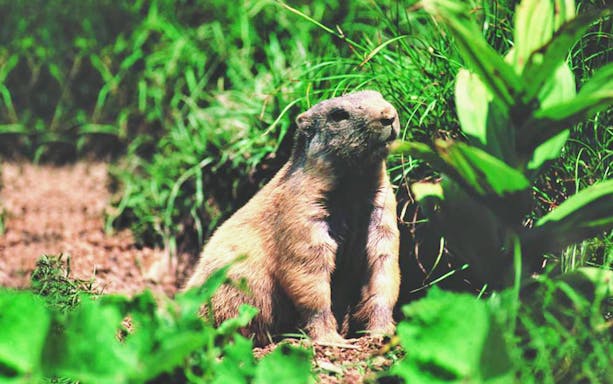 Marmot in grass on Mt. Stanserhorn day trip from Zürich.