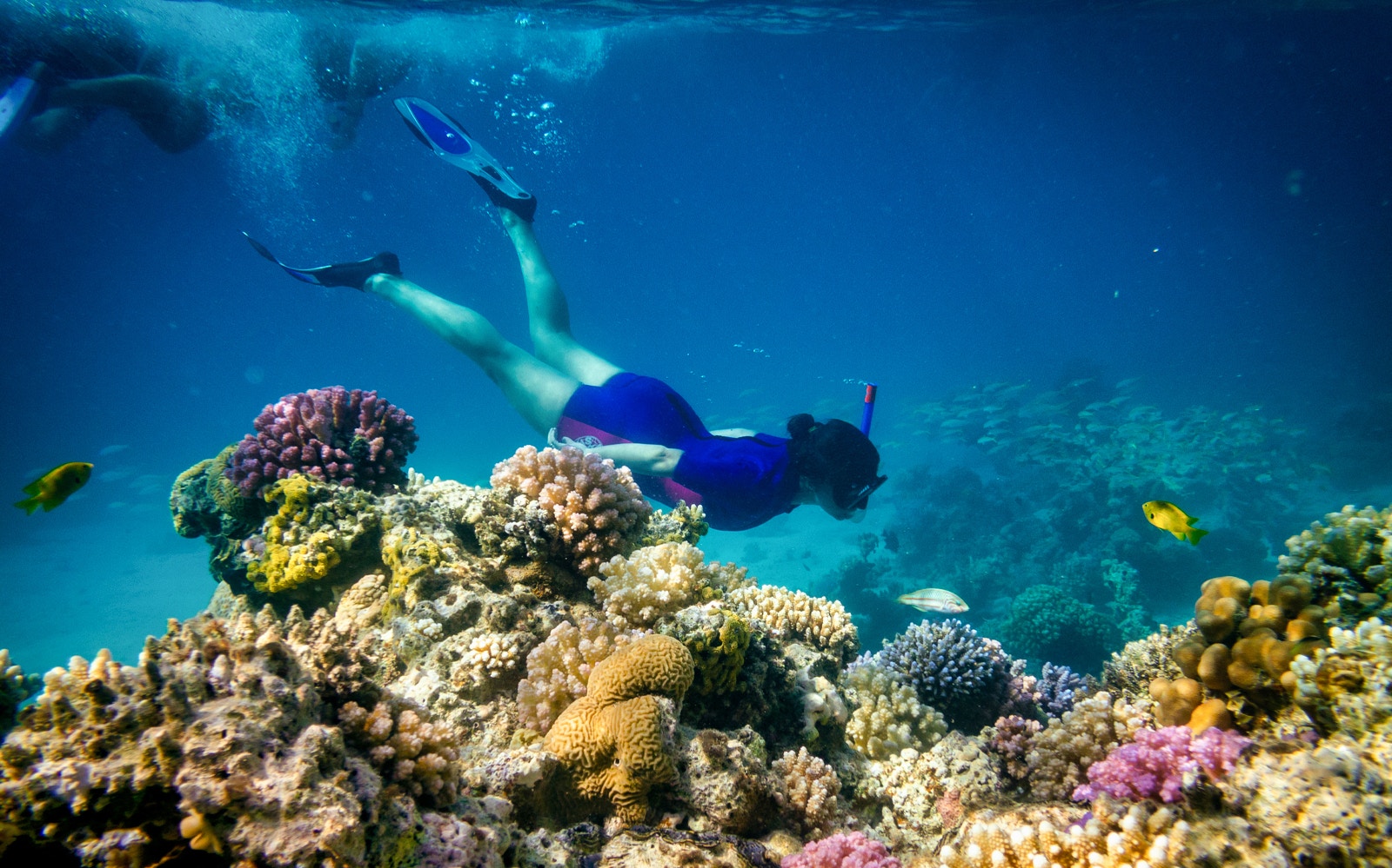 Snorkeler exploring coral reef on Giftun Island tour.