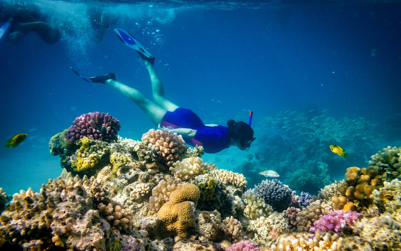 Snorkeler exploring coral reef on Giftun Island tour.