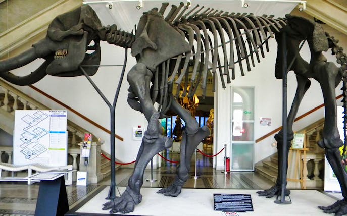 Dinosaur skeleton exhibit at Grigore Antipa National Museum of Natural History.